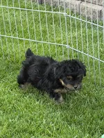 Jax, a male Yorkipoo for sale in Stratton, CO – 2 of 5