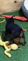 Champ, a male Miniature Pinscher for sale in Stratton, CO – 5 of 5
