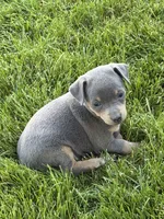 Bailey, a female Miniature Pinscher for sale in Stratton, CO – 7 of 7