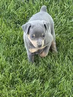 Bailey, a female Miniature Pinscher for sale in Stratton, CO – 6 of 7