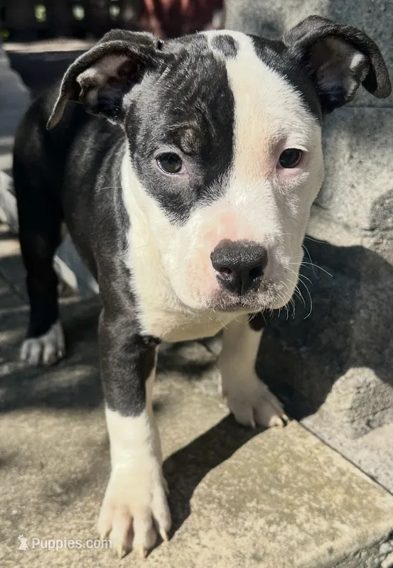 Prue  – American Bully puppy for sale in Lancaster, PA