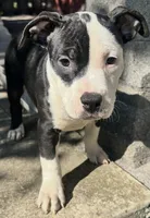 Prue , a female American Bully for sale in Lancaster, PA – 1 of 9