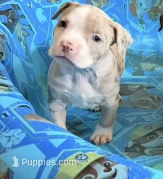 Phoebe – American Bully puppy for sale in Lancaster, PA