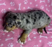 Piper, a female American Bully for sale in Lancaster, PA – 2 of 7