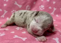 Phoebe, a female American Bully for sale in Lancaster, PA – 1 of 4