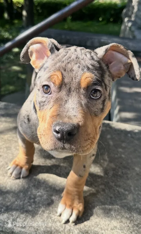 Piper – American Bully puppy for sale in Lancaster, PA