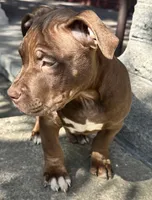 Cole , a male American Bully for sale in Lancaster, PA – 2 of 9