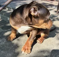Paige , a female American Bully for sale in Lancaster, PA – 2 of 10