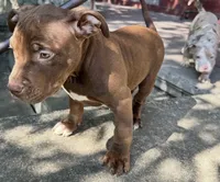 Cole , a male American Bully for sale in Lancaster, PA – 3 of 9