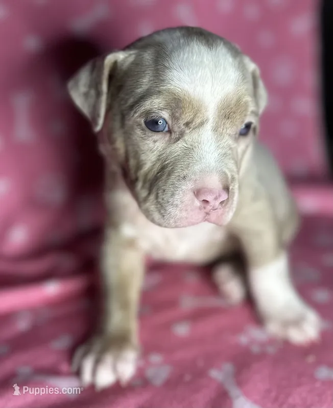 Belthazor – American Bully puppy for sale in Lancaster, PA