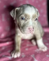 Belthazor, a male American Bully for sale in Lancaster, PA – 1 of 7