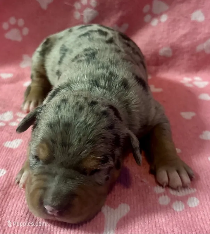 Piper – American Bully puppy for sale in Lancaster, PA