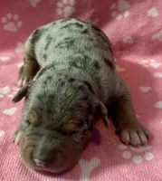 Piper, a female American Bully for sale in Lancaster, PA – 1 of 5