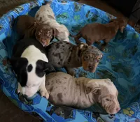 Prue , a female American Bully for sale in Lancaster, PA – 4 of 9