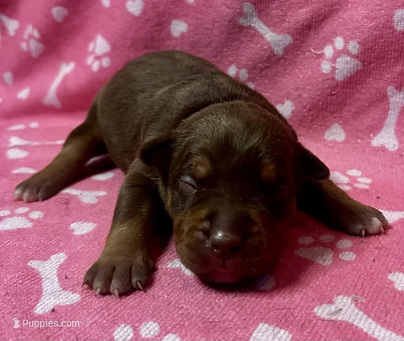 Paige  – American Bully puppy for sale in Lancaster, PA