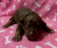 Paige , a female American Bully for sale in Lancaster, PA – 1 of 4