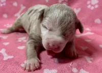 Phoebe, a female American Bully for sale in Lancaster, PA – 2 of 4