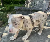 Phoebe, a female American Bully for sale in Lancaster, PA – 3 of 10