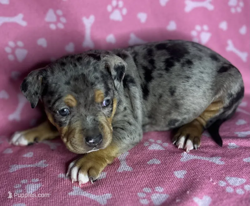 Piper – American Bully puppy for sale in Lancaster, PA