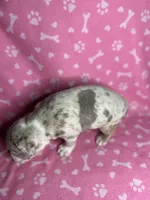 Phoebe, a female American Bully for sale in Lancaster, PA – 2 of 6