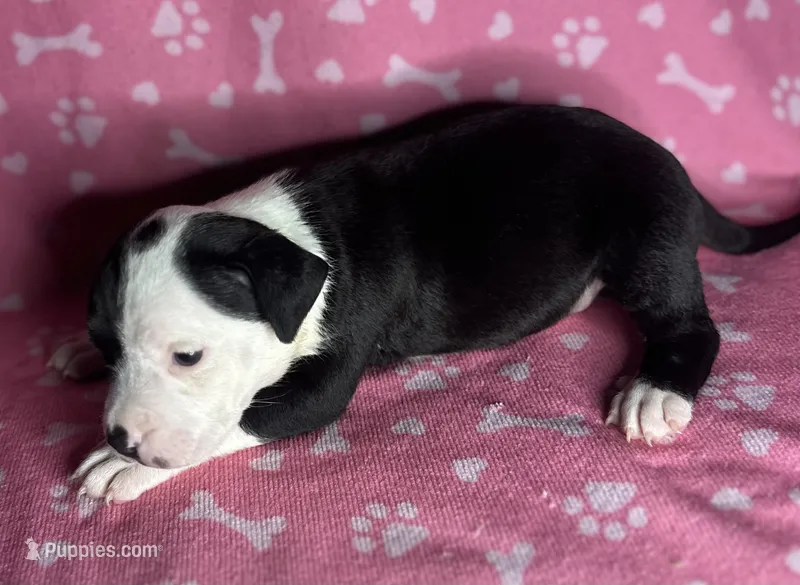 Prue  – American Bully puppy for sale in Lancaster, PA
