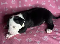 Prue , a female American Bully for sale in Lancaster, PA – 1 of 6