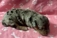 Piper, a female American Bully for sale in Lancaster, PA – 2 of 5