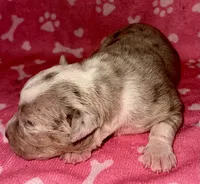 Belthazor, a male American Bully for sale in Lancaster, PA – 2 of 5