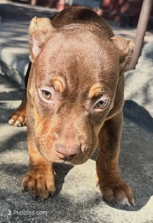 Paige  – American Bully puppy for sale in Lancaster, PA