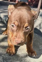 Paige , a female American Bully for sale in Lancaster, PA – 1 of 10