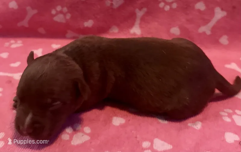 Cole  – American Bully puppy for sale in Lancaster, PA