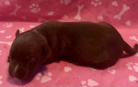 Cole , a male American Bully for sale in Lancaster, PA – 1 of 4