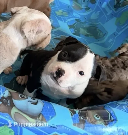 Prue  – American Bully puppy for sale in Lancaster, PA