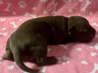 Cole , a male American Bully for sale in Lancaster, PA – 2 of 4