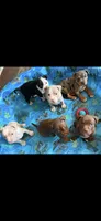 Phoebe, a female American Bully for sale in Lancaster, PA – 5 of 10