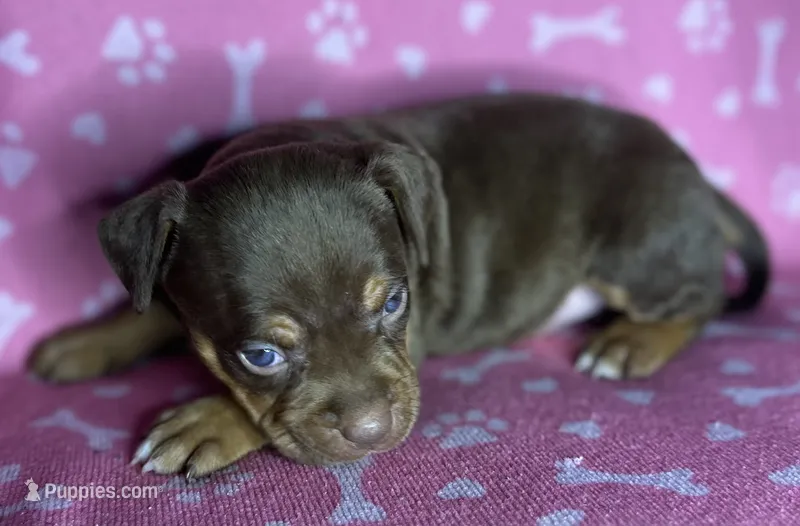 Paige  – American Bully puppy for sale in Lancaster, PA