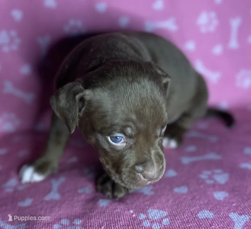 Cole  – American Bully puppy for sale in Lancaster, PA