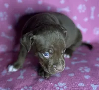 Cole , a male American Bully for sale in Lancaster, PA – 1 of 6