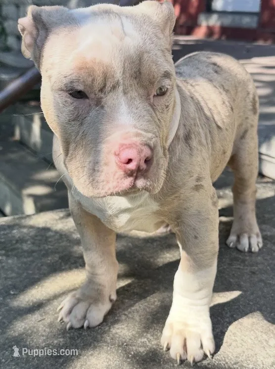 Belthazor – American Bully puppy for sale in Lancaster, PA
