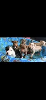 Paige , a female American Bully for sale in Lancaster, PA – 4 of 10