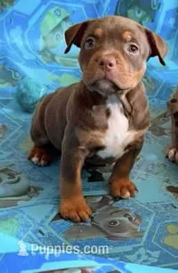 Paige  – American Bully puppy for sale in Lancaster, PA