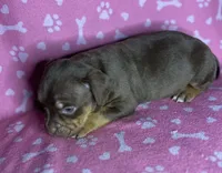 Paige , a female American Bully for sale in Lancaster, PA – 2 of 6