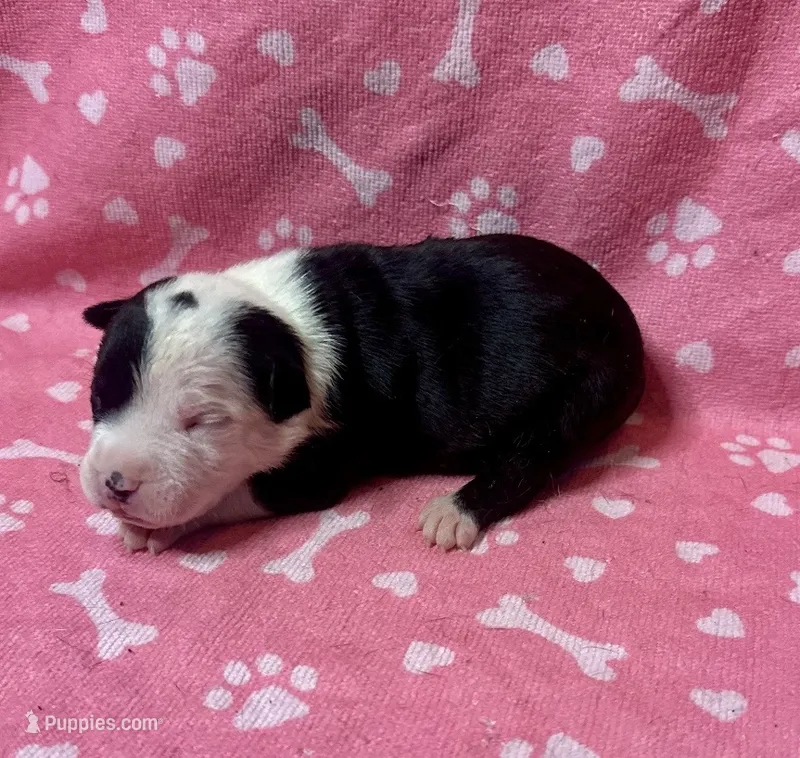 Prue  – American Bully puppy for sale in Lancaster, PA
