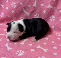 Prue , a female American Bully for sale in Lancaster, PA – 1 of 4