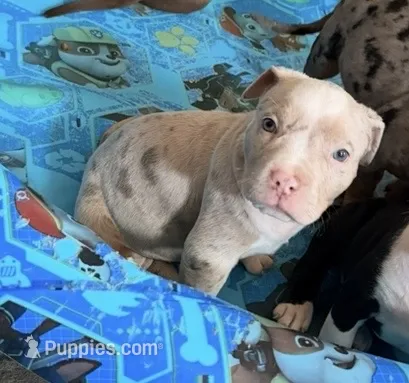 Belthazor – American Bully puppy for sale in Lancaster, PA