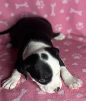 Prue , a female American Bully for sale in Lancaster, PA – 2 of 6