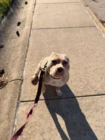American bullies, a female American Bully for sale in Lancaster, PA – 3 of 4