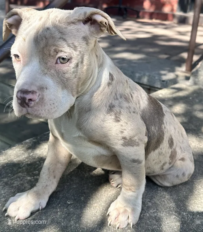 Phoebe – American Bully puppy for sale in Lancaster, PA