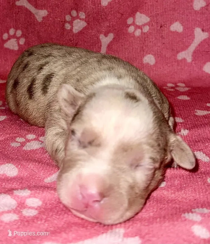 Belthazor – American Bully puppy for sale in Lancaster, PA