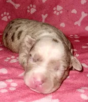 Belthazor, a male American Bully for sale in Lancaster, PA – 1 of 5